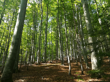 Bavarian Forest National  Park.  (Foto credit: Jonna Heuschele)